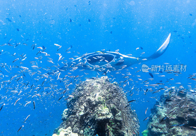 远洋蝠鲼(Manta birostris)游过清洁站。在世界自然保护联盟的红色名单中，这些优雅的动物正在成为野外罕见的景象。